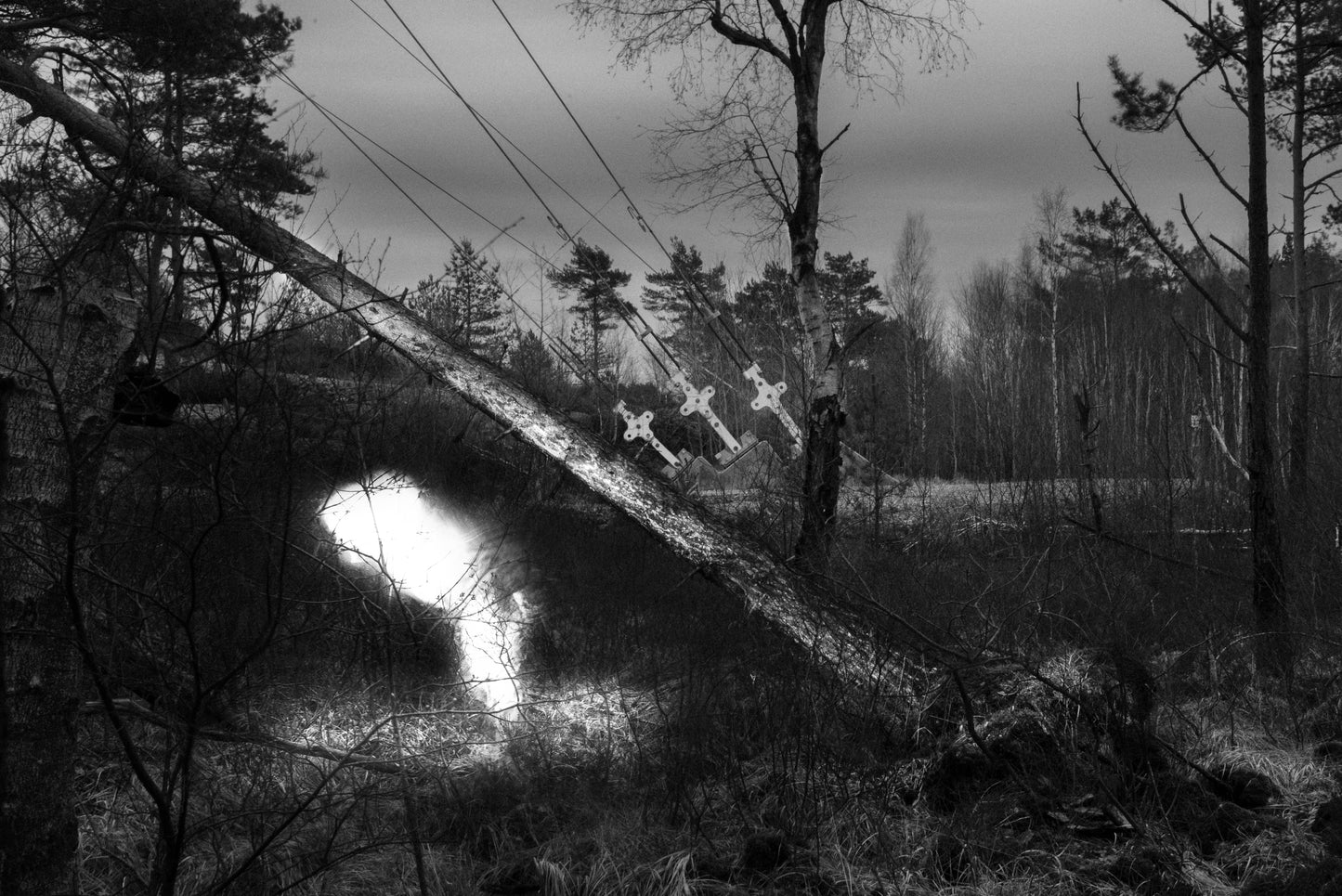 There Must Be Reasons Why the Leaves Decay (#2)