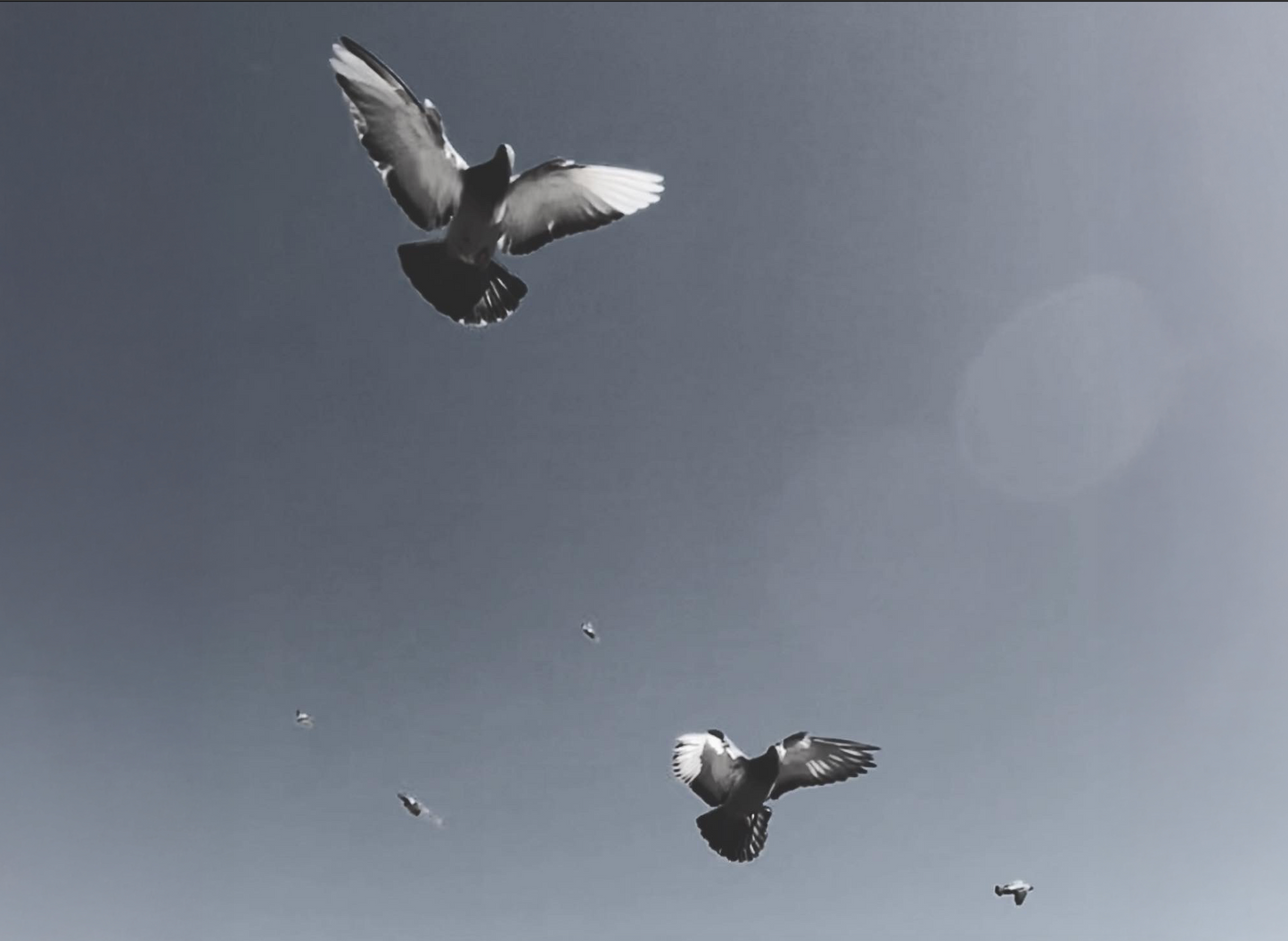 Untitled (doves) By Mira Hansen