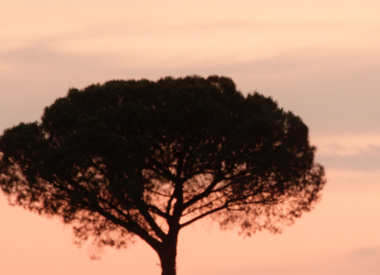 Amber Tree
