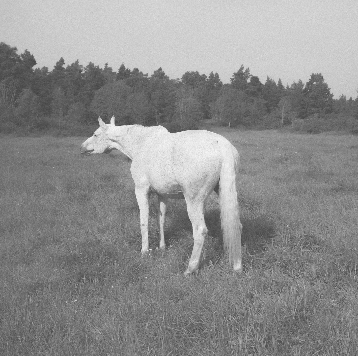 White horse