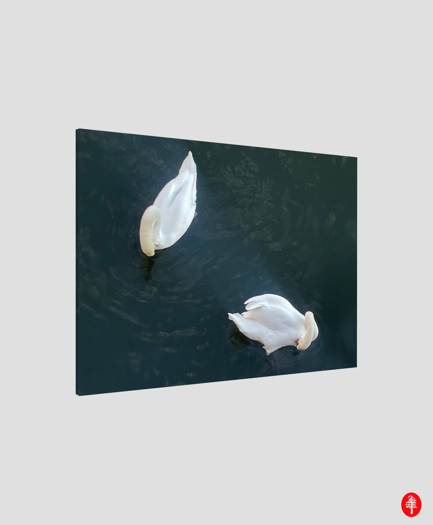Swans