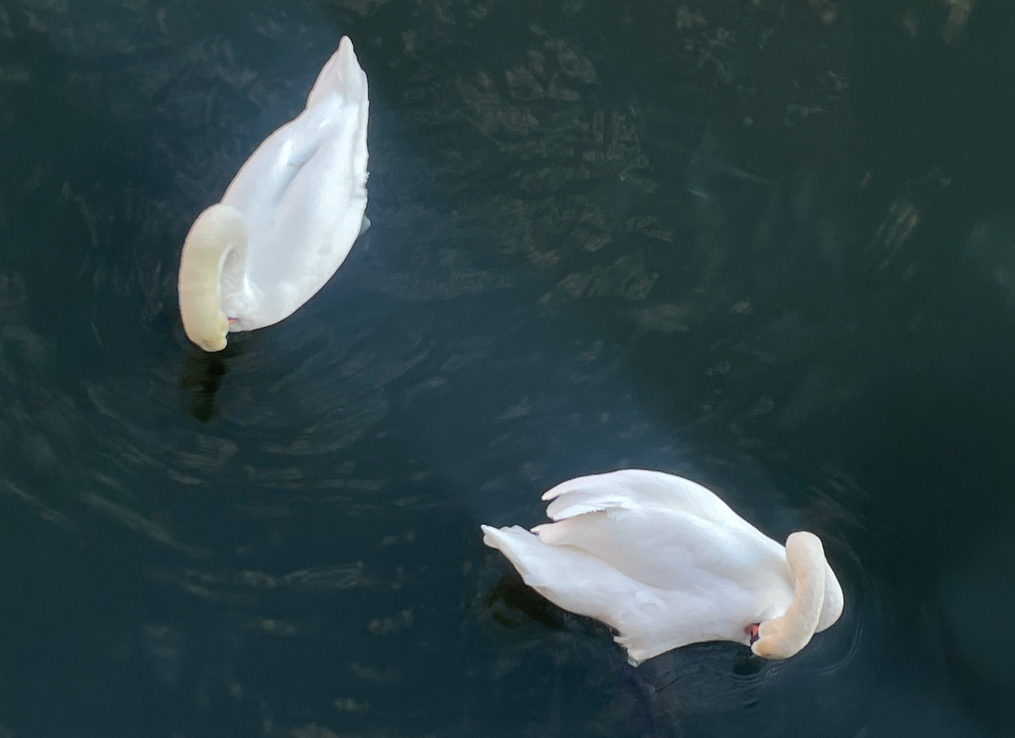 Swans