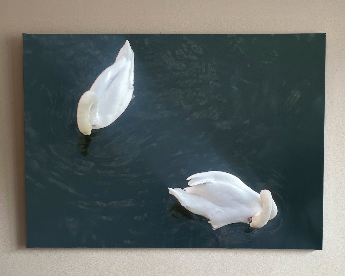 Swans
