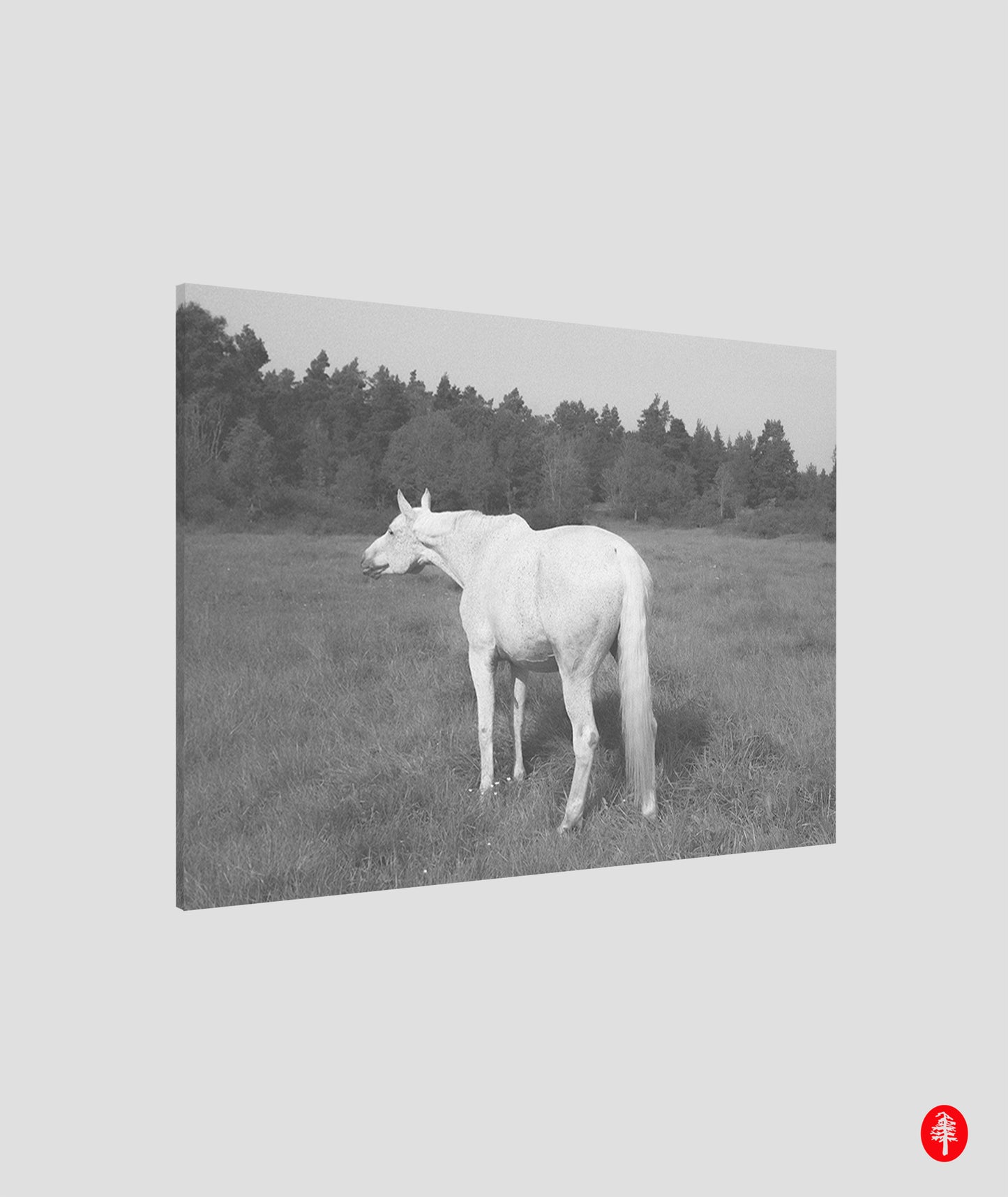White horse